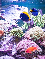 Réservez les meilleures places pour Aquarium D'amneville - Parc Zoologique D'amneville - Du 13 janv. 2022 au 31 déc. 2023