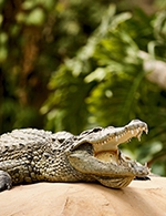Book the best tickets for La Ferme Aux Crocodiles - Haute Saison - La Ferme Aux Crocodiles - From Apr 1, 2023 to Sep 30, 2023